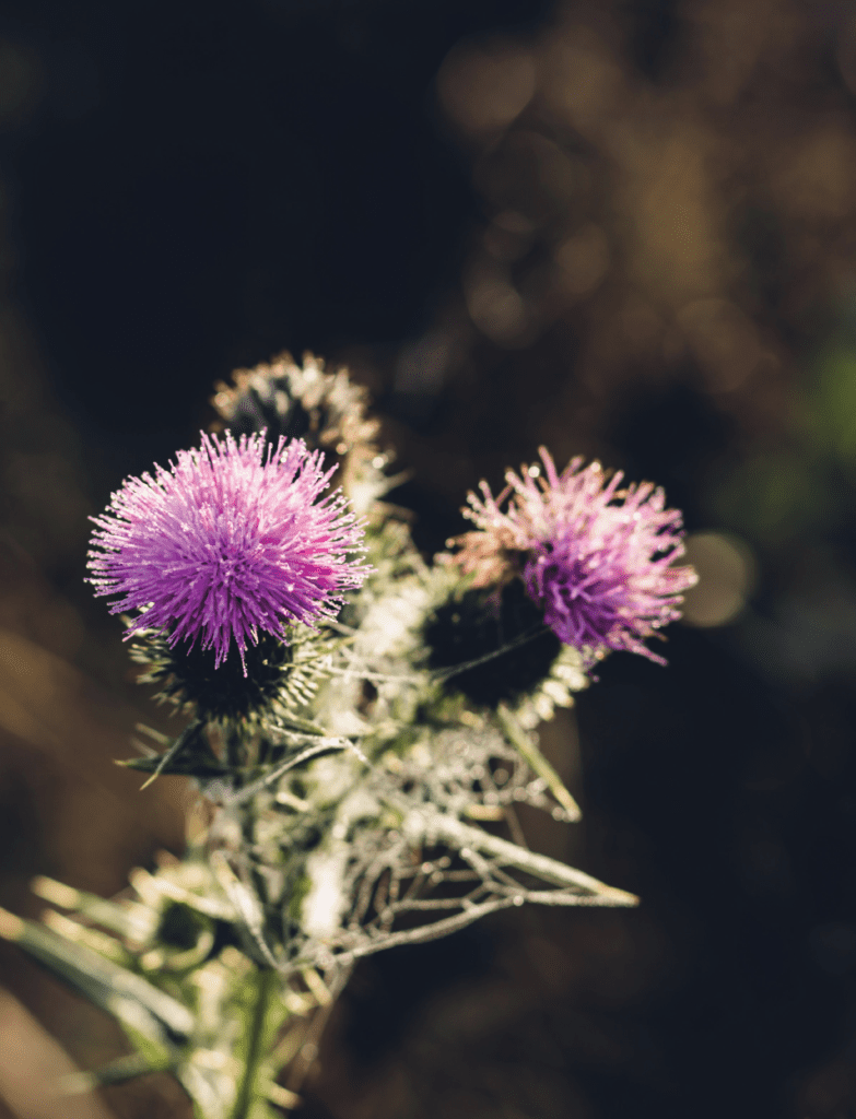 milk thistle / Detox healing explained / acne healing / skin detox / skin breakouts / green beauty