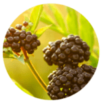 elderberry cleansing oil for face - oil cleanser for acne and oily skin