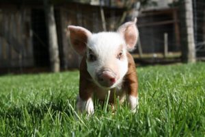 Joaquin the pig from Cedar Row Farm Sanctuary