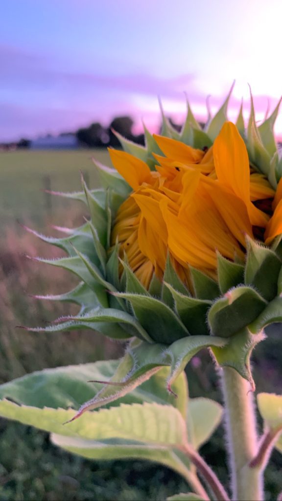 The benefits of sunflower oil for our skin