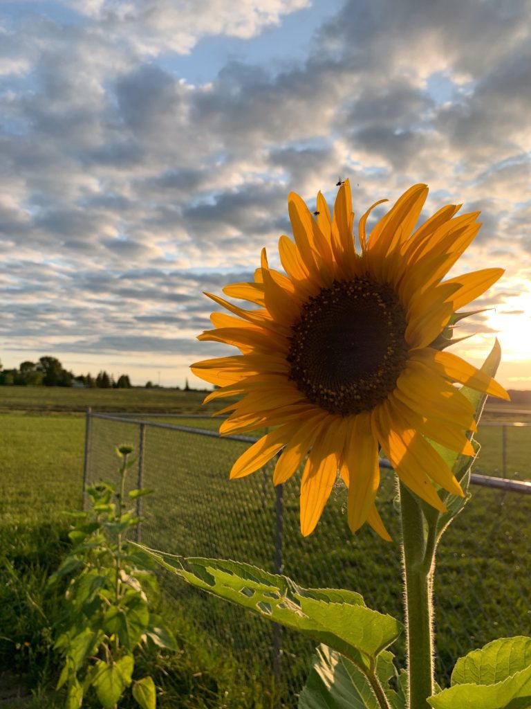 Why natural sunflower oil is so good for our skin