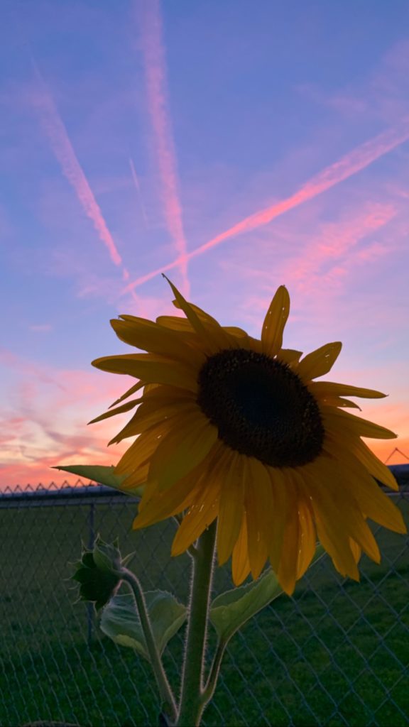 Natural sunflower oil for your skin and the benefits of using moisturizers that have sunflower oil in them