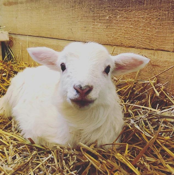 Gracie the lamb - a baby sheep