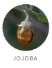 Jojoba Oil Foundation Makeup