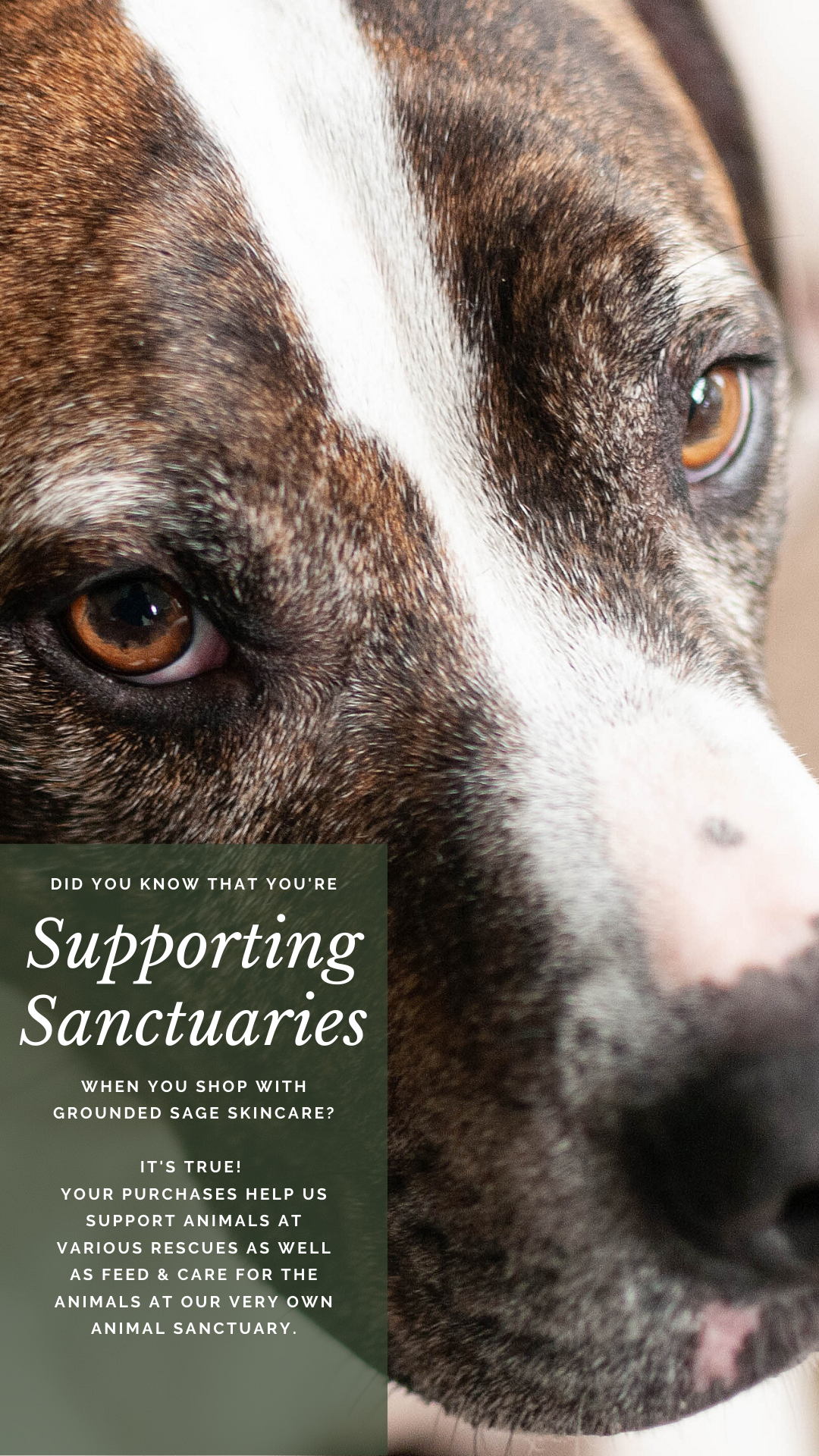 Beauty Brands That Give Back to Charity - Grounded Sage Skincare - Helping Animals - Helps Animal Rescue