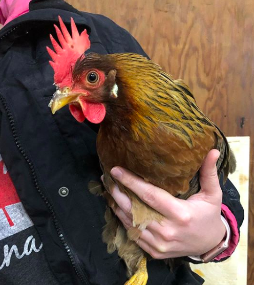 Emma a rescue hen - pet chicken
