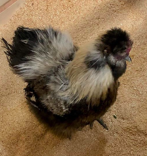 Pet chicken - silkie rooster named watson
