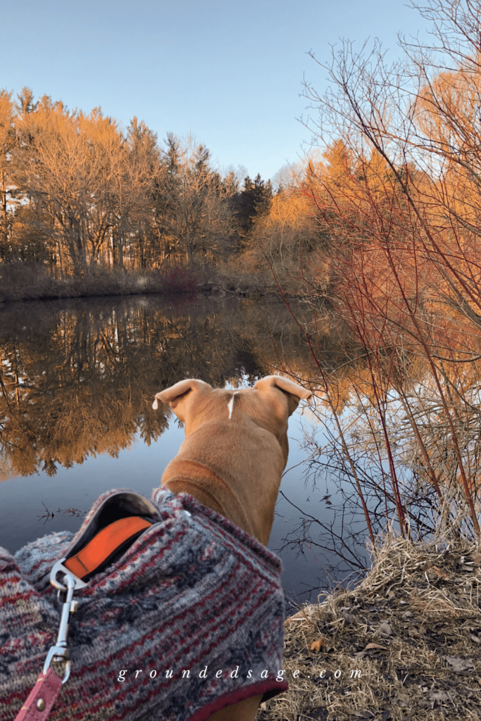 Grounding in nature - hiking with dogs on a nature walk scavenger hunt. Autumn fall activities for connecting with nature and the outdoors in Southwestern (near London) Ontario Canada 