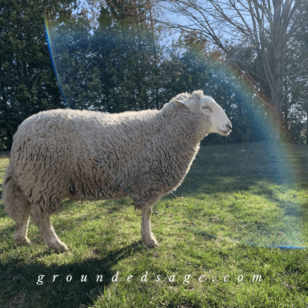 Cute farm animals and pets - Sid the sheep standing in the sunlight under a rainbow lens flare brings me so much joy and happiness - picture taken at Lily's Place Animal Sanctuary