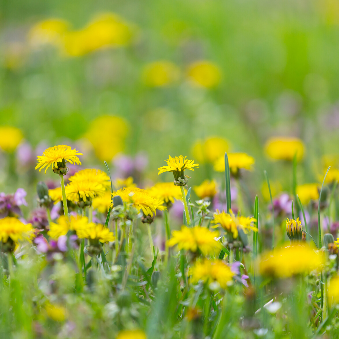 when to apply sunscreen on face - plus a guide to facial sunscreen that uses natural uv protection