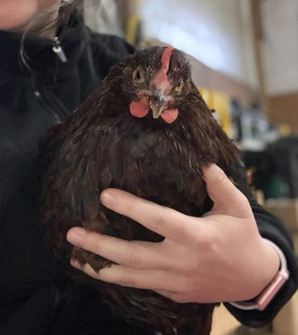 Amelia - rescue hen (chicken)