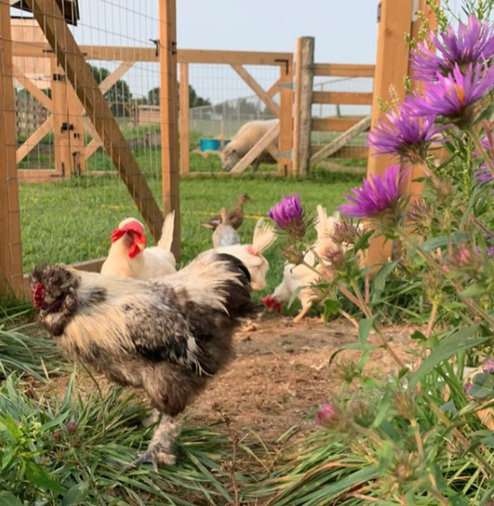 Moving to New Brunswick from Ontario - Vegan Couple Move their Farm Animal Sanctuary Across Canada