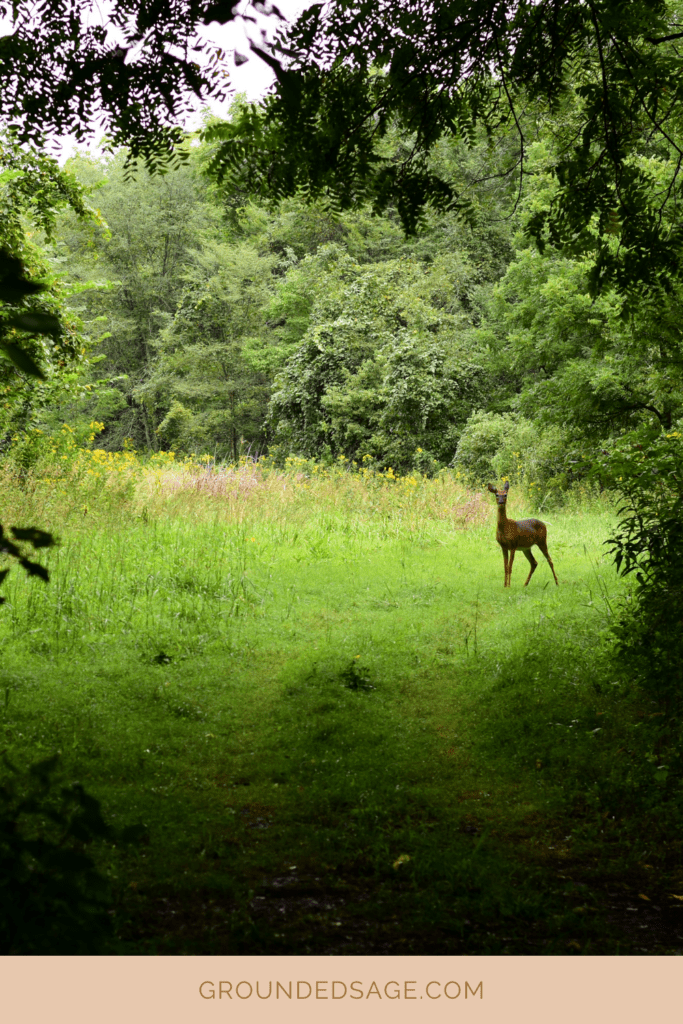 Eco therapy and meeting new wild friends - deer at the end of forest path