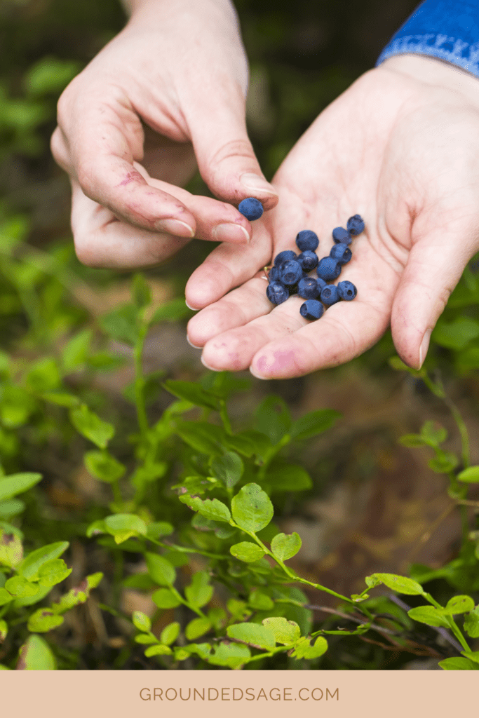 blueberry beauty botanical skincare apothecary