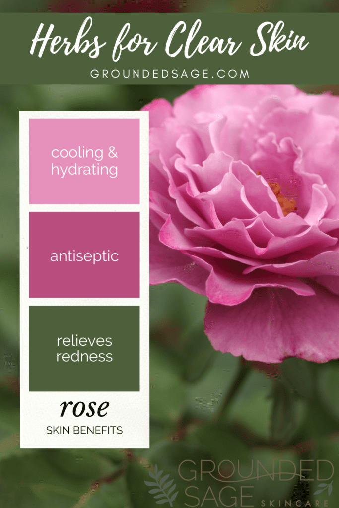 herbs for clear skin and the benefits of rose