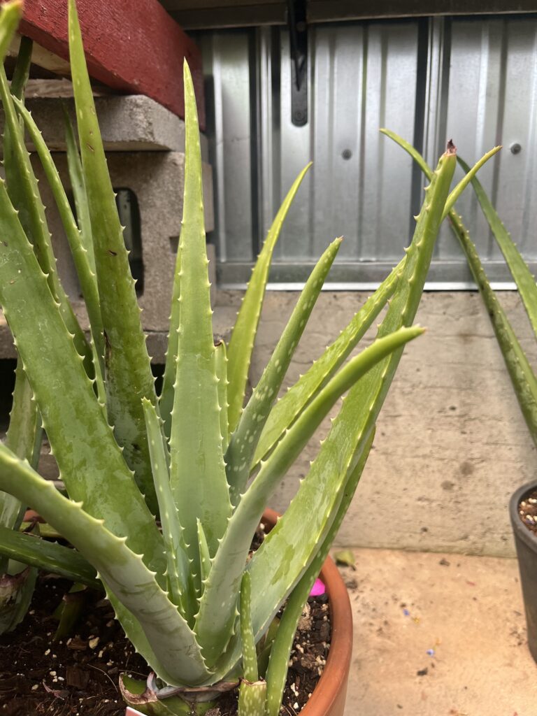aloe vera plant
