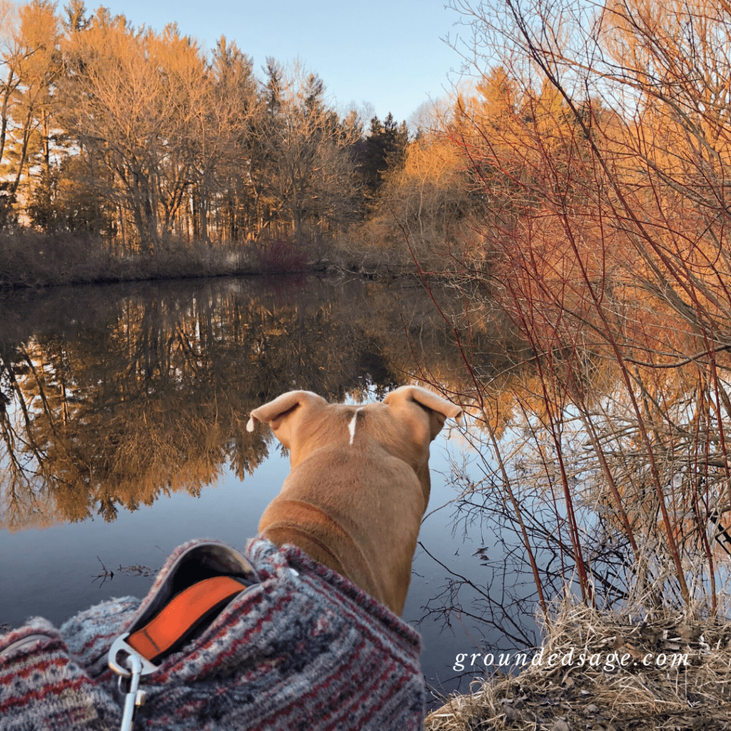 Grounding in nature - hiking with dogs on a nature walk scavenger hunt. Autumn fall activities for connecting with nature and the outdoors